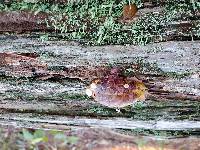 Marasmius abundans var. campanulatus image