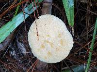 Pulveroboletus ravenelii image