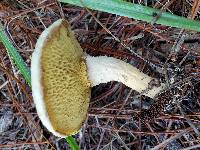 Pulveroboletus ravenelii image