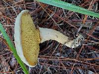 Pulveroboletus ravenelii image