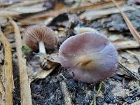 Pholiota polychroa image