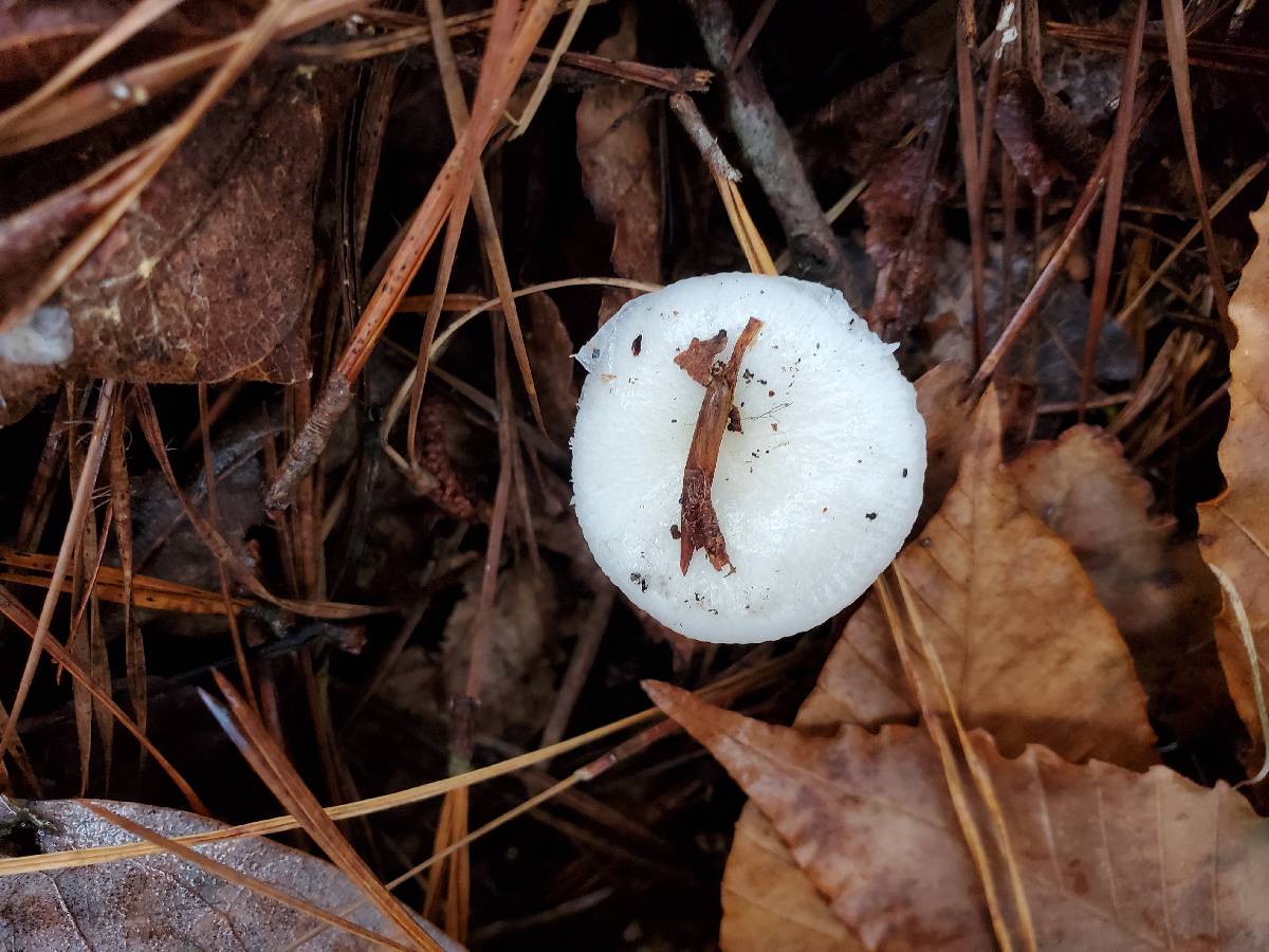 Russula perlactea image