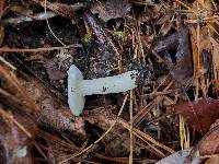 Russula perlactea image