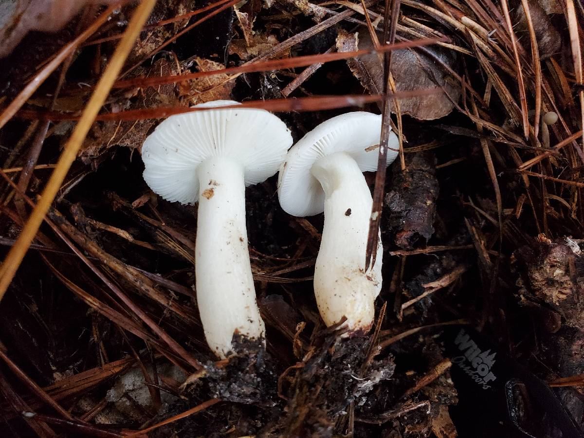 Russula perlactea image