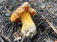 Cantharellus roseocanus image