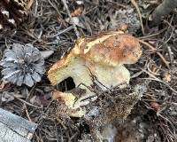 Suillus brevipes image