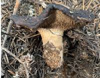 Sarcodon imbricatus image