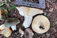 Russula aeruginea image