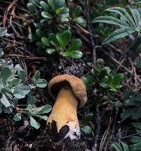 Suillus tomentosus image