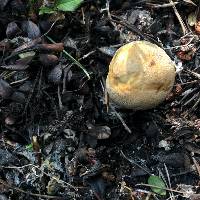 Suillus tomentosus image