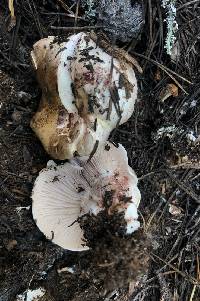 Hygrophorus erubescens image