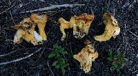 Cantharellus roseocanus image