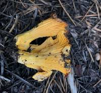 Cantharellus roseocanus image