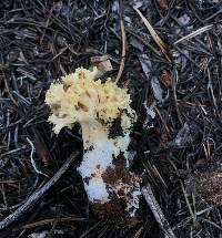 Ramaria largentii image