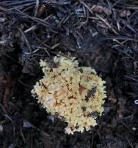 Ramaria largentii image