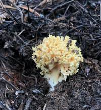 Ramaria largentii image