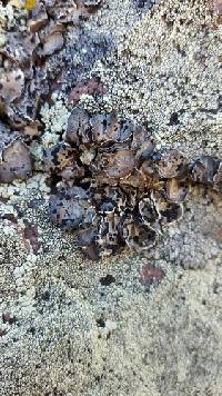 Umbilicaria virginis image