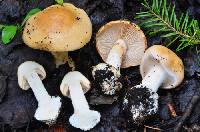 Cortinarius callimorphus image