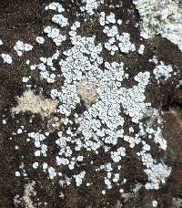 Acarospora strigata image