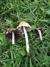 Candolleomyces candolleanus image