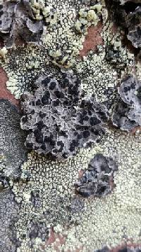 Umbilicaria virginis image