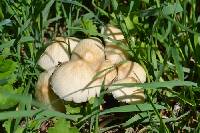 Candolleomyces candolleanus image