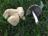 Candolleomyces candolleanus image