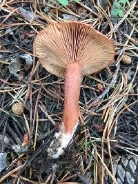 Lactarius badiosanguineus image
