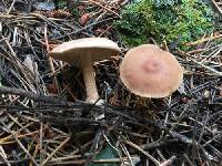 Collybia pinastris image