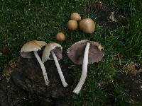 Candolleomyces candolleanus image