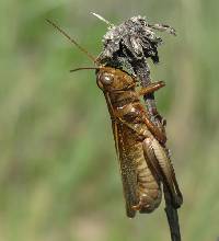 Entomophaga grylli image