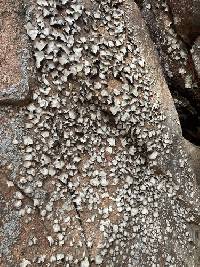Umbilicaria americana image