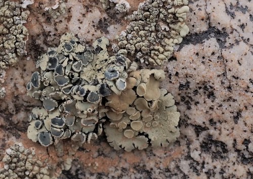 Protoparmeliopsis peltata image
