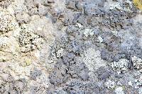Umbilicaria torrefacta image