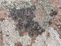 Umbilicaria torrefacta image