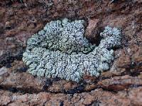 Protoparmeliopsis garovaglii image