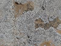 Acarospora strigata image