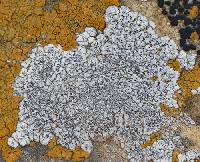 Acarospora strigata image