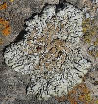 Protoparmeliopsis garovaglii image