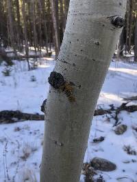 Xanthomendoza montana image