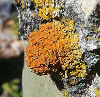 Xanthomendoza montana image