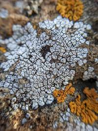 Acarospora strigata image