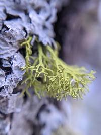 Letharia lupina image