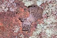 Physcia thomsoniana image