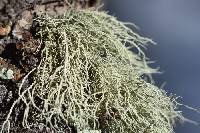 Usnea perplexans image