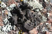 Umbilicaria torrefacta image