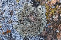 Protoparmeliopsis garovaglii image