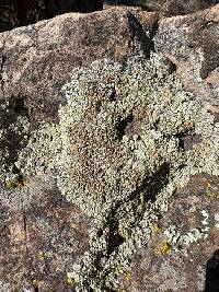 Protoparmeliopsis garovaglii image