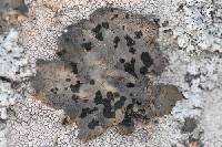 Umbilicaria torrefacta image