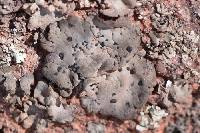 Umbilicaria torrefacta image
